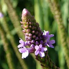 The Healing Benefits of Blue Vervain