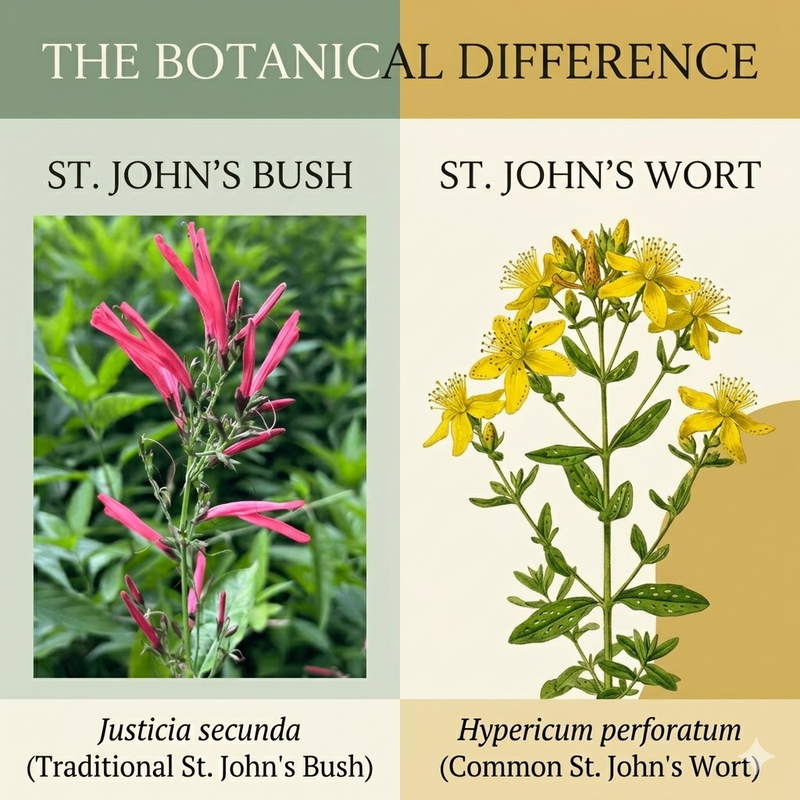 St John's Bush vs. St John's Wort