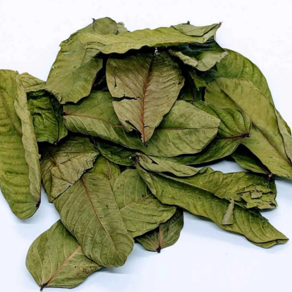 Cassia Alata