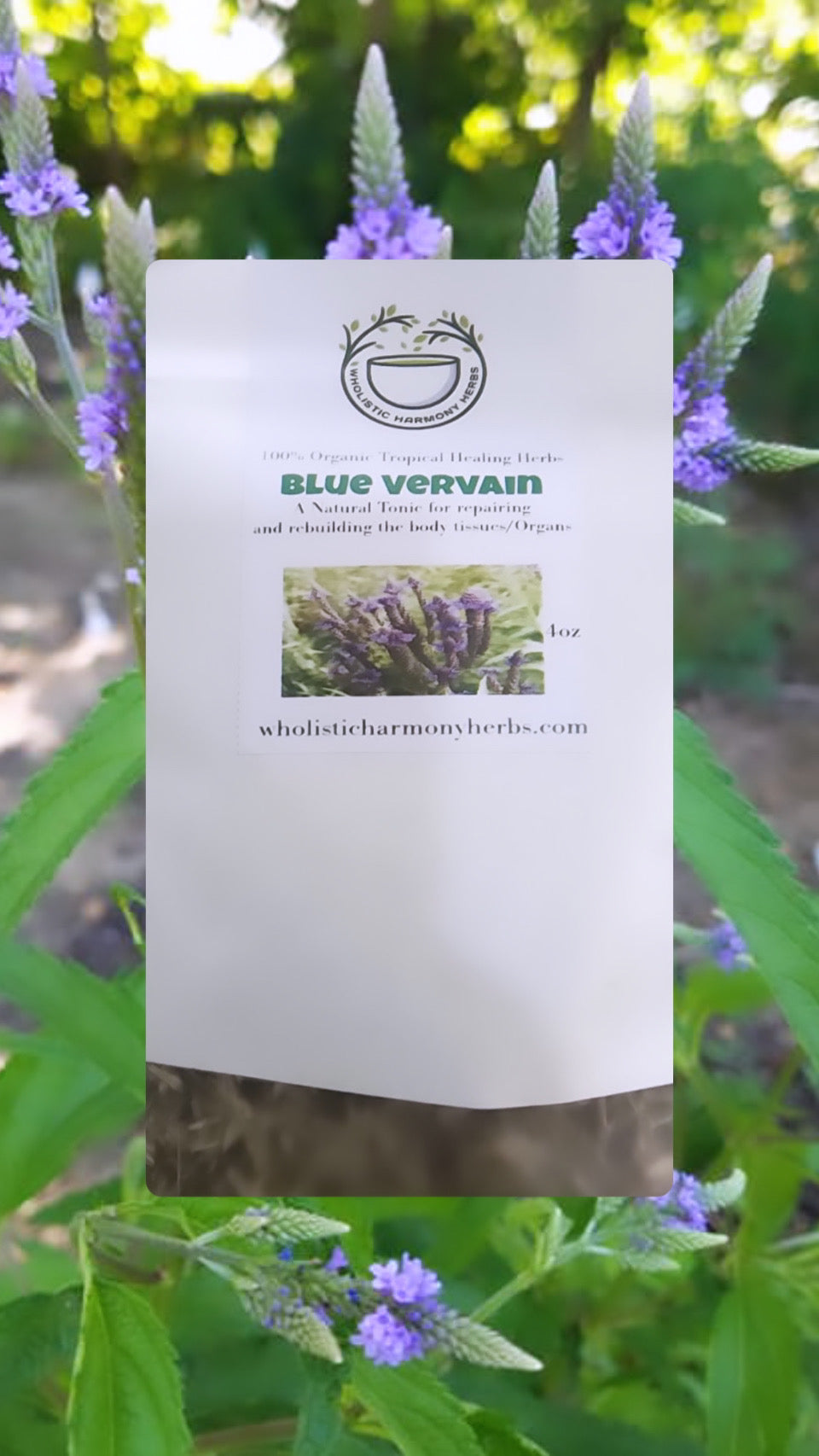 Blue Vervain